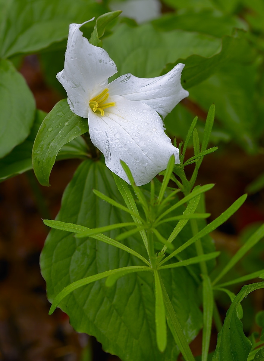 First Trillium