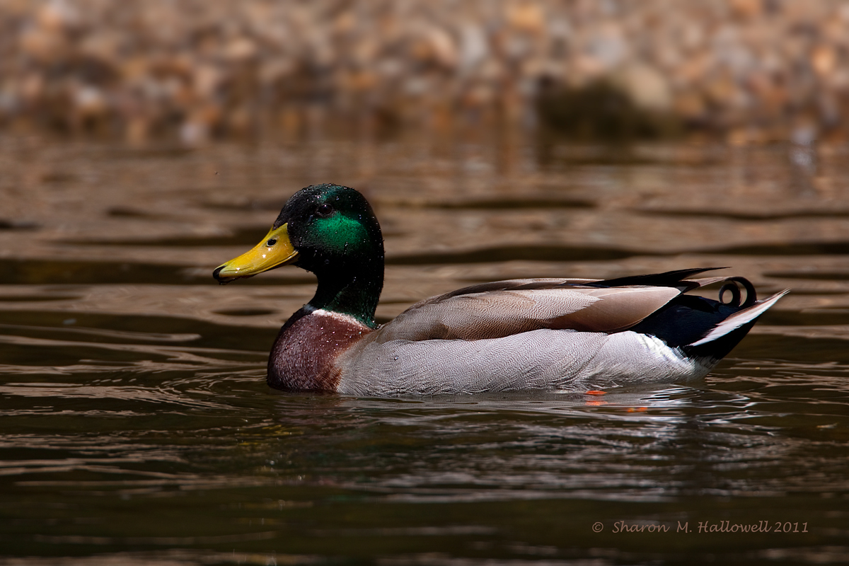 Mallard Drake