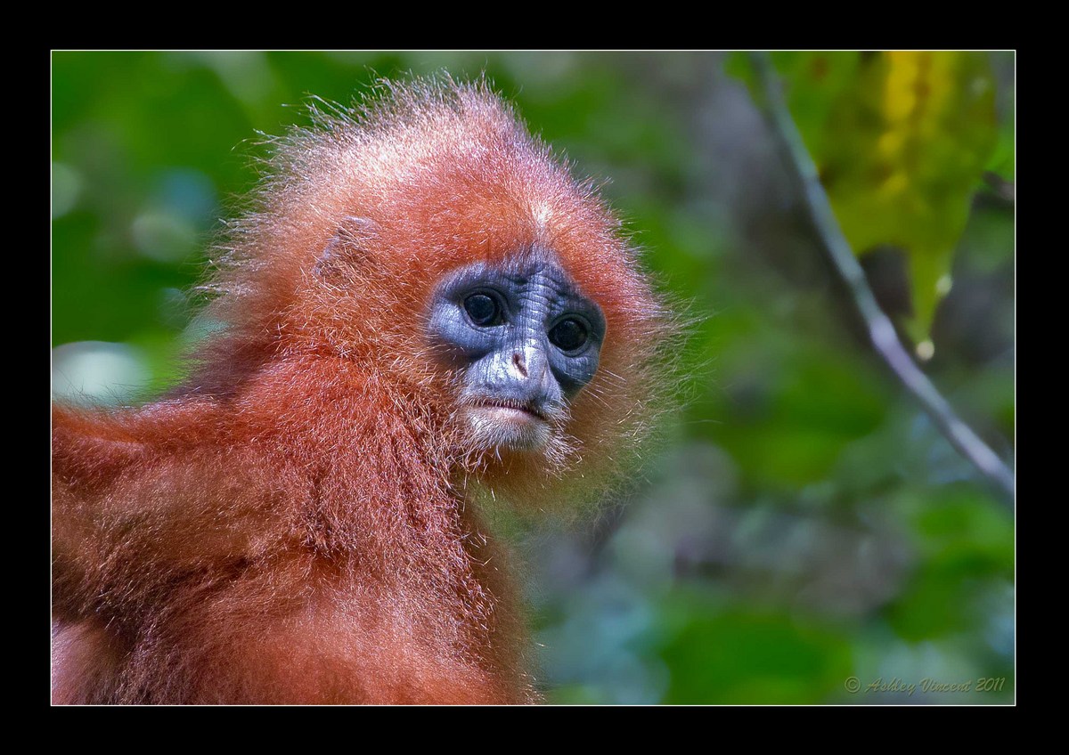 Back to Borneo