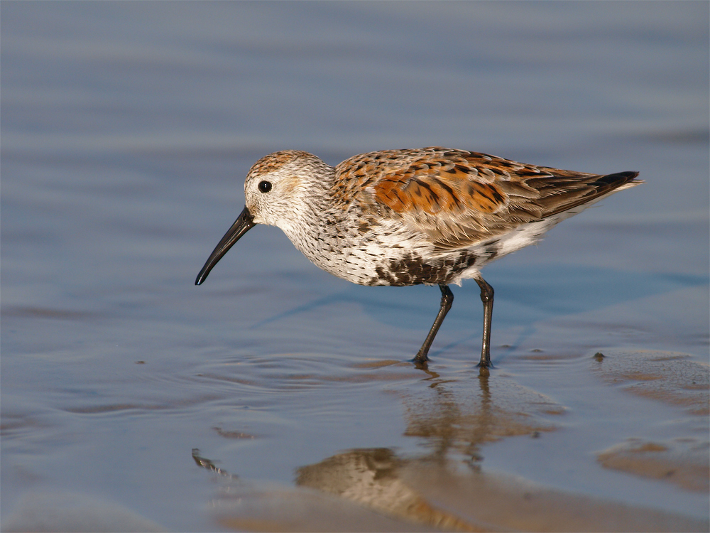 Dunlin