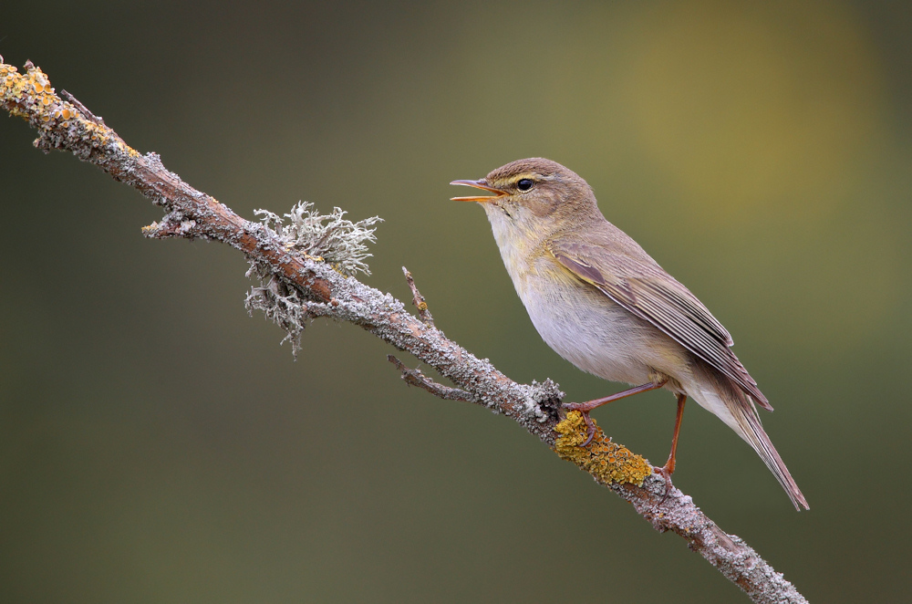 Willow Warbler