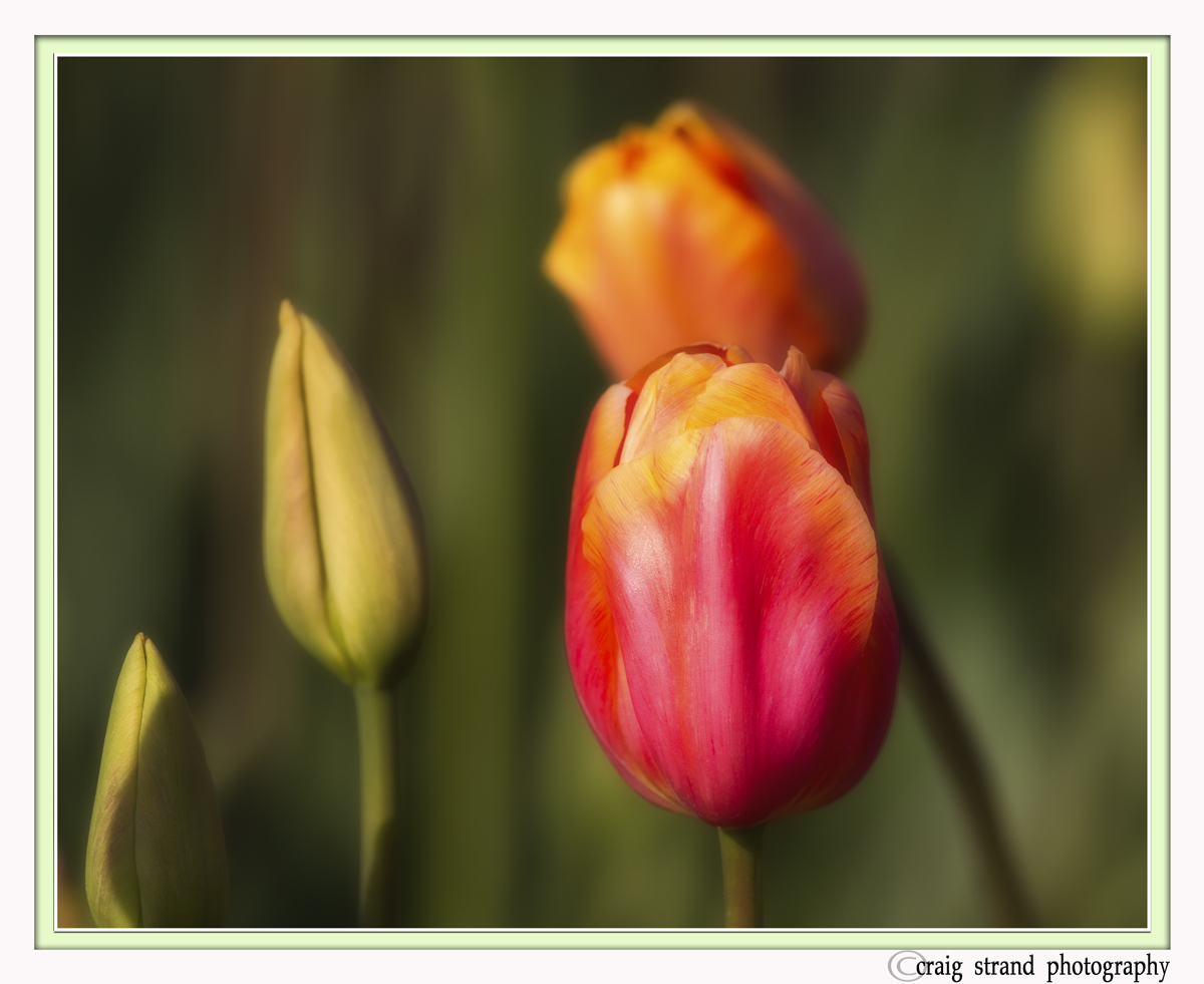 Dreamy Pinks
