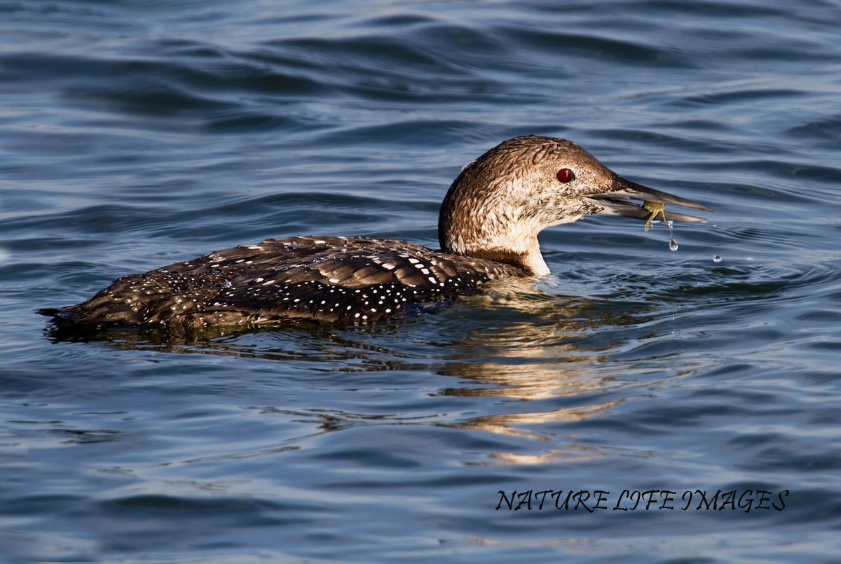 Spring Loon