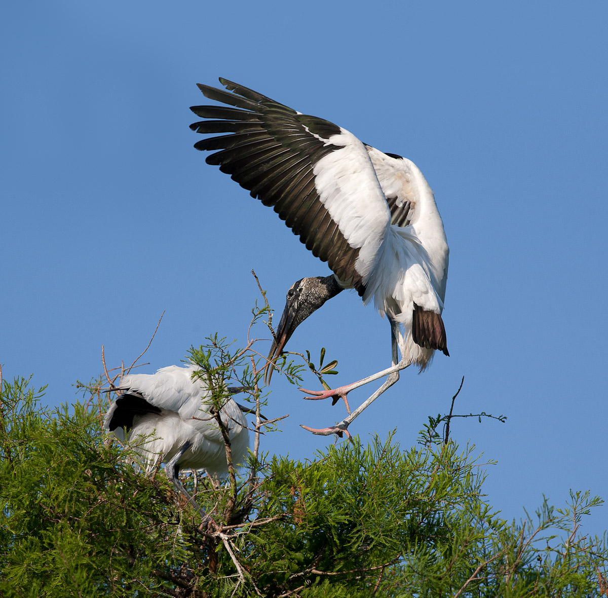 Wood Stork Landing