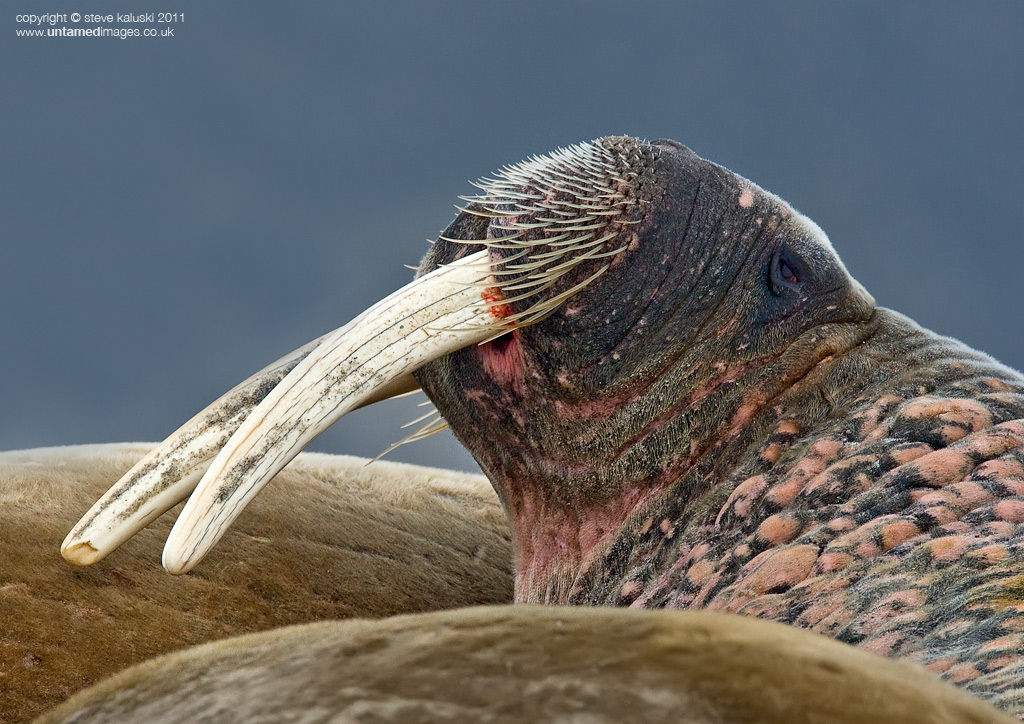 I am a walrus - Part 2