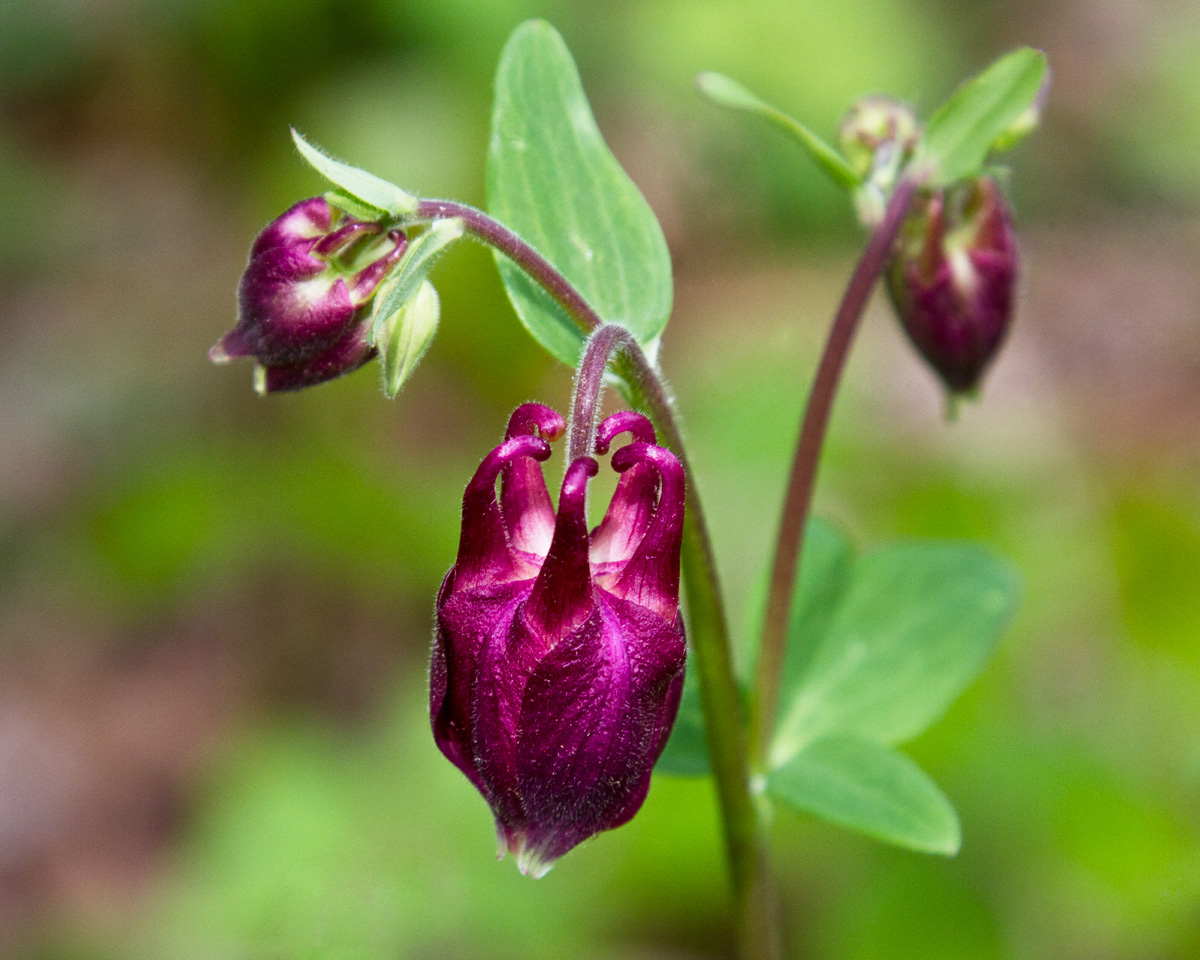 Columbine with repost