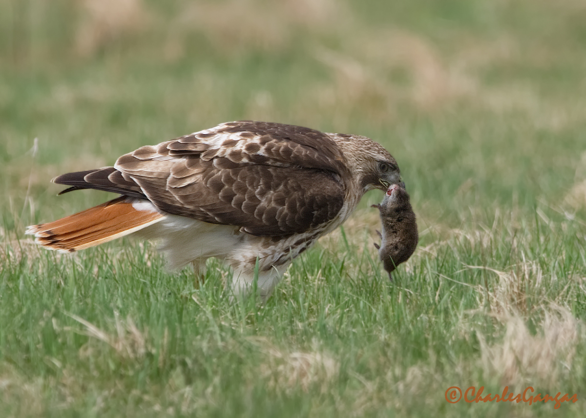 Red-tailed Hawk w/prey