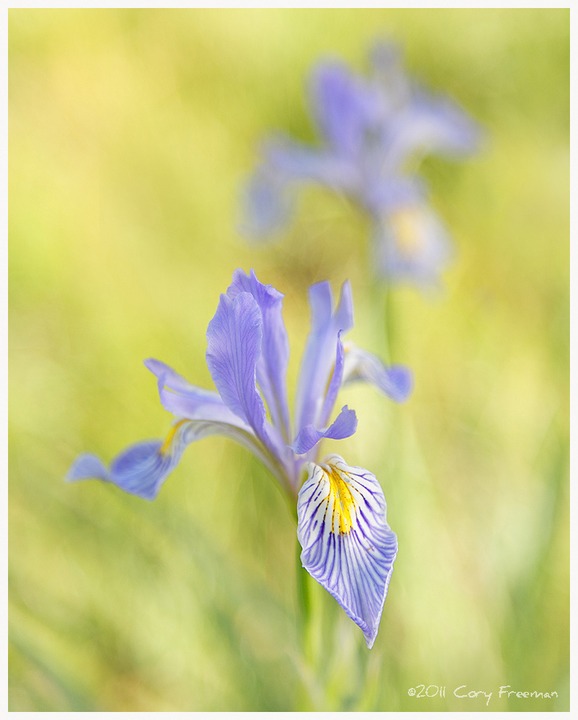Mother's Day Iris