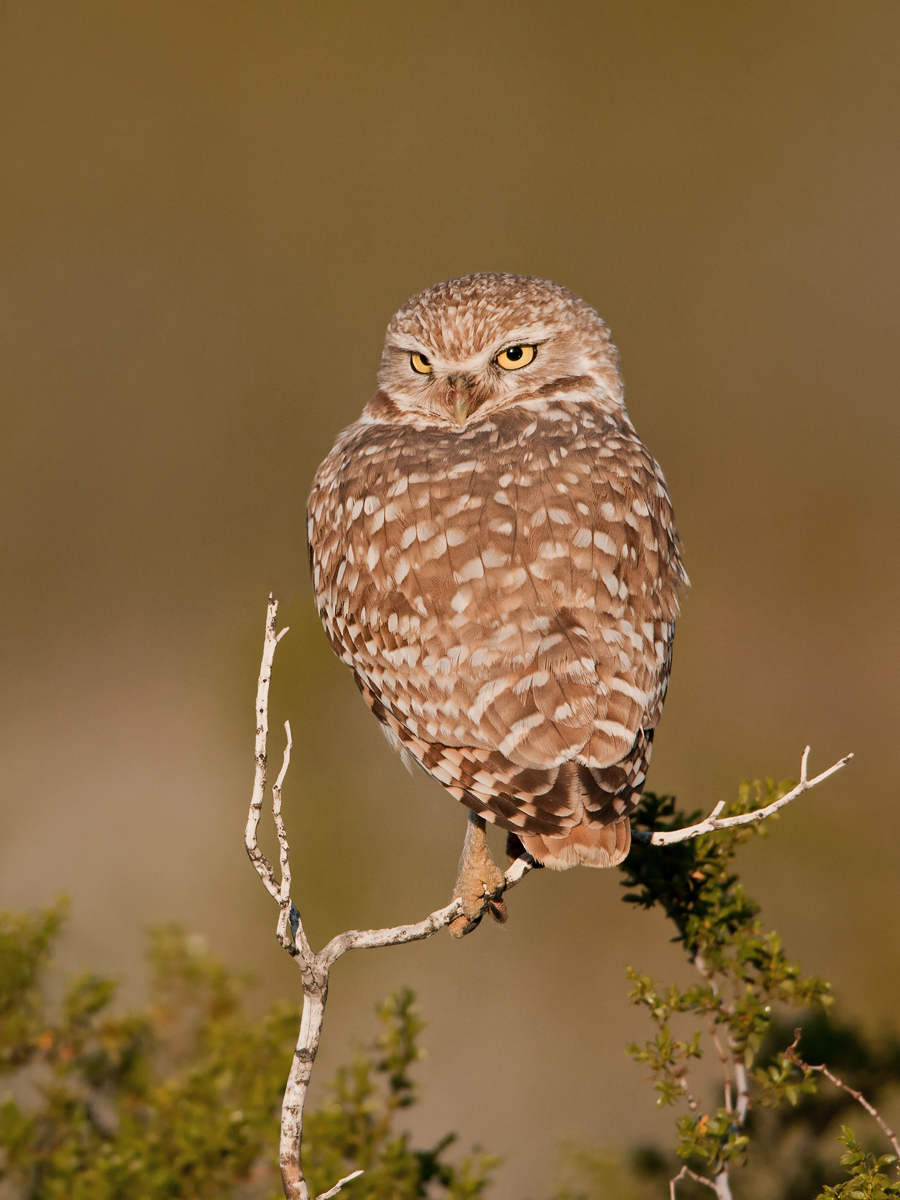 Burrowing Owl/w repost