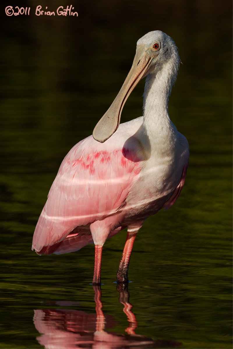 Roseate Spoonbill