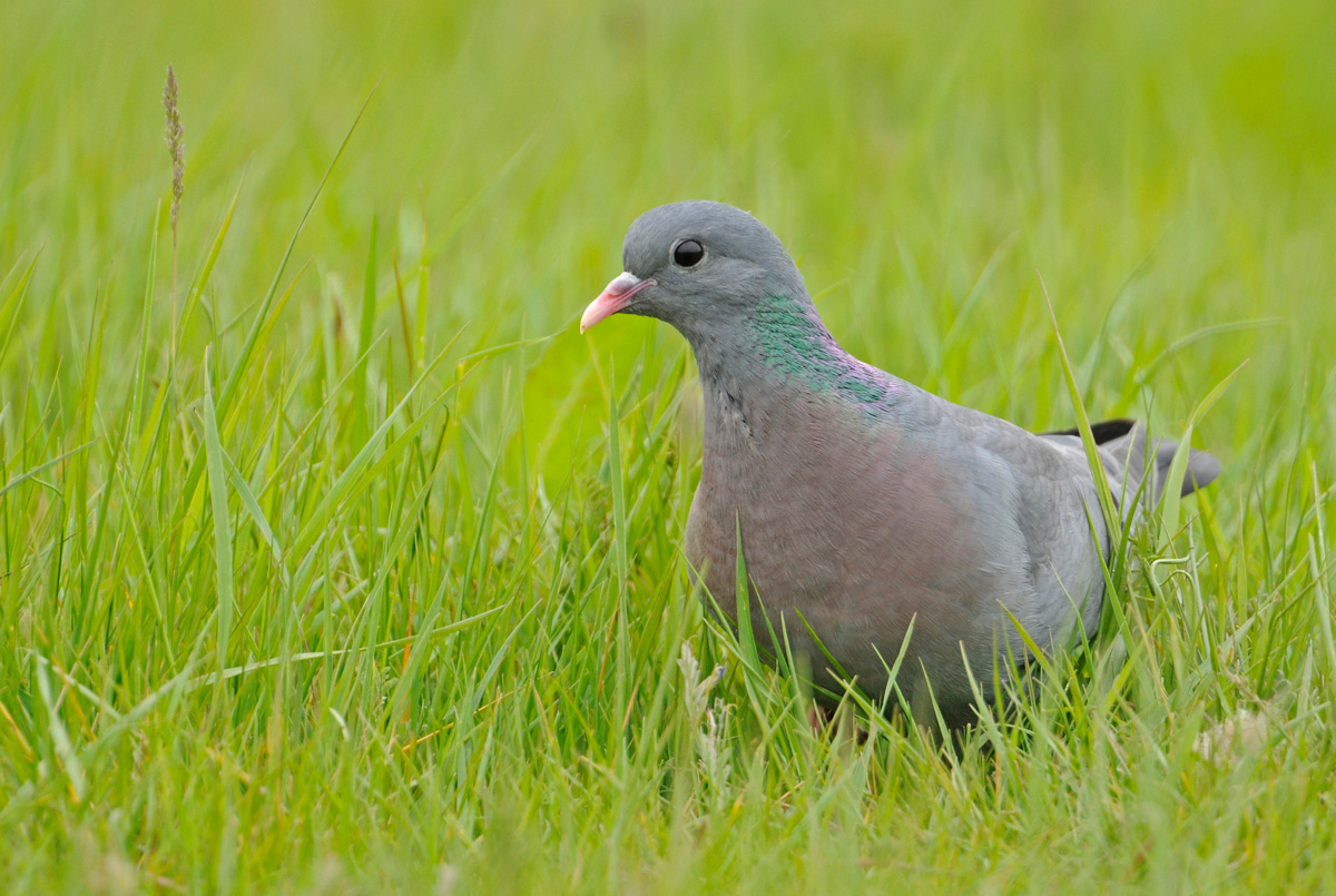 Stock dove