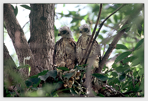 Redtail Hawk Juveniles