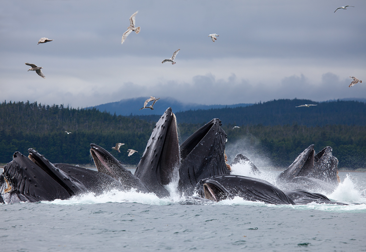 Bubble Feeding Whales 