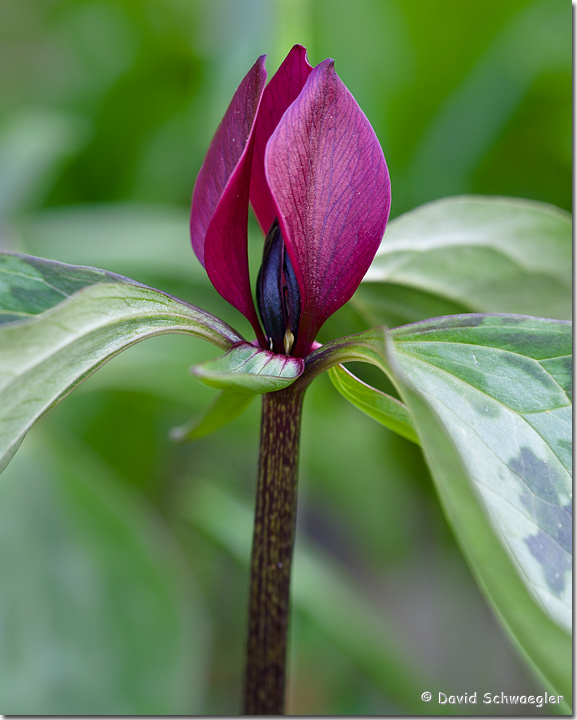Prairie Trillium