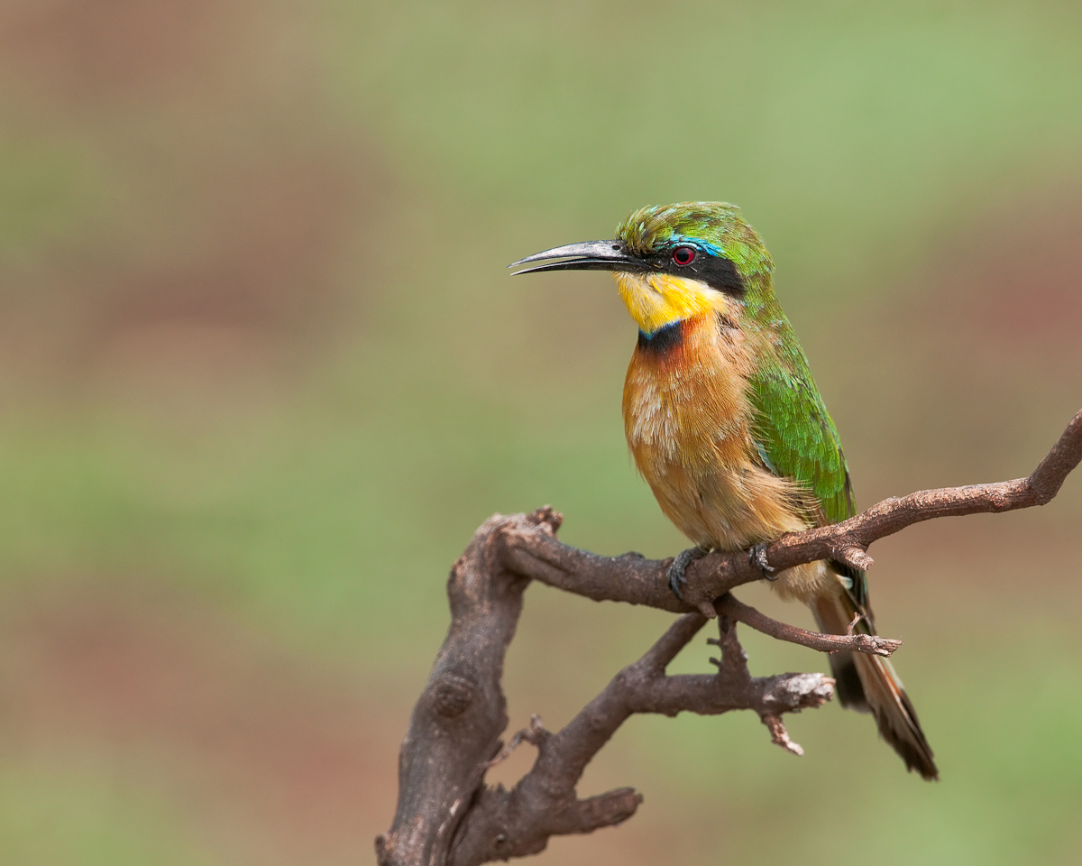 Little Bee-eater