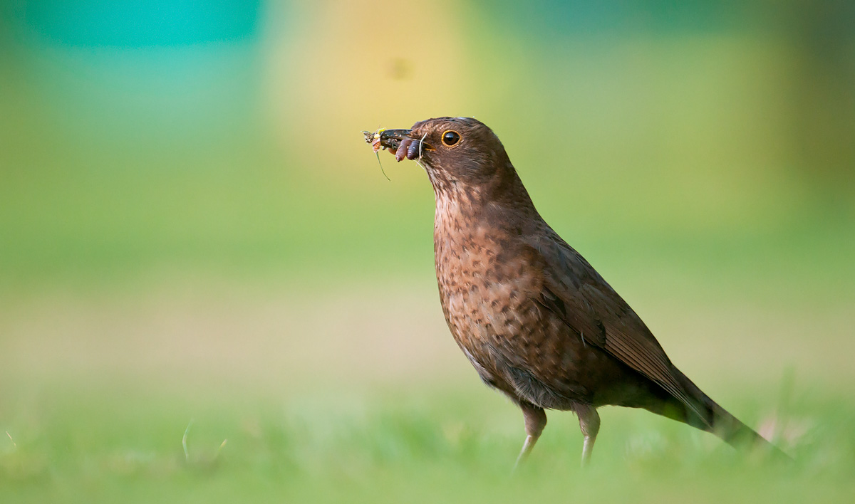 Blackbird