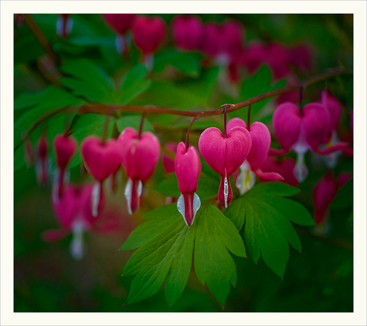 Bleeding Heart