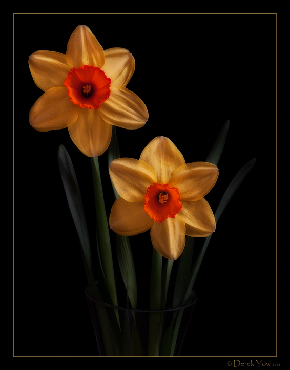 Daffodils