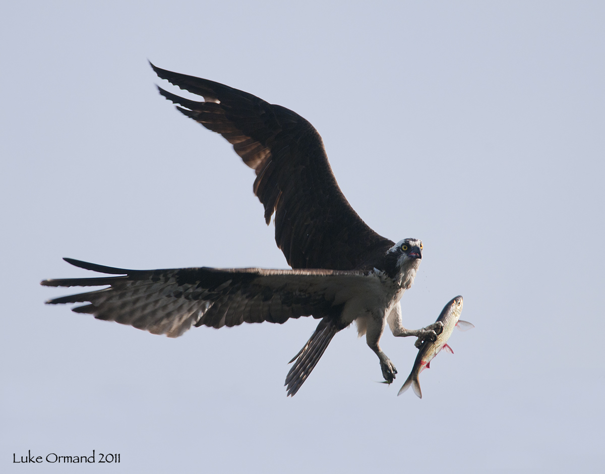 Fresh Catch