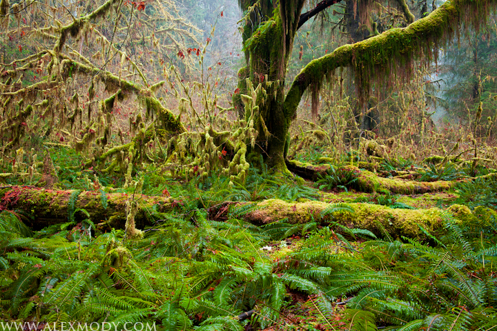 Hoh Rainforest