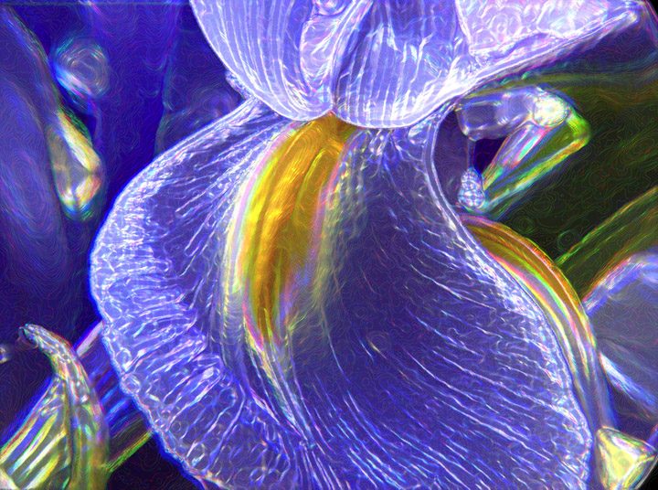 Iris (May challenge)