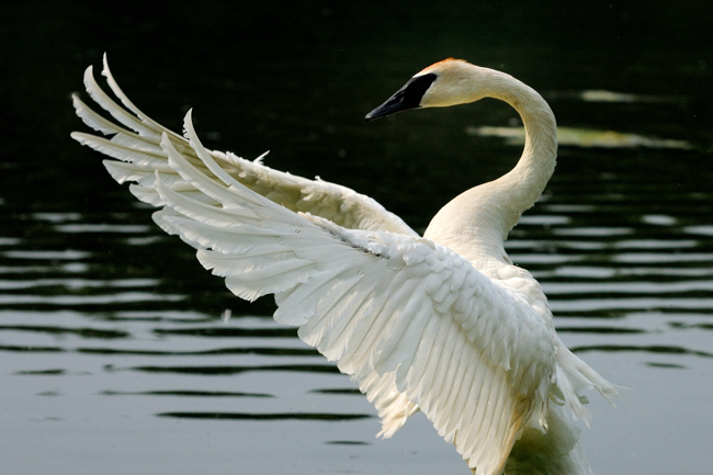 Trumpeter Swan