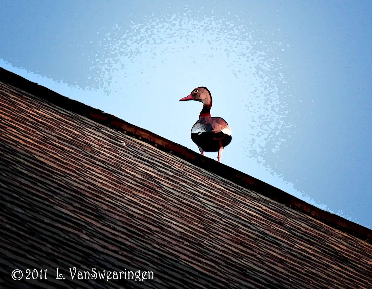 Roof Duck