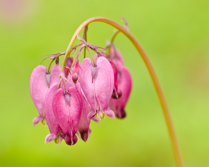 Pacific Bleeding Heart + REPOST