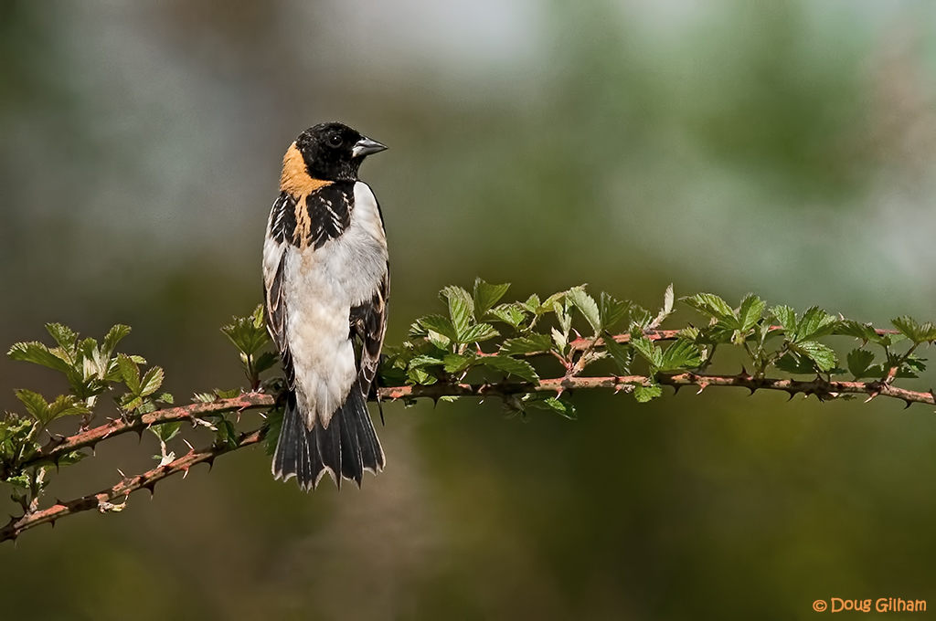 Bobolink