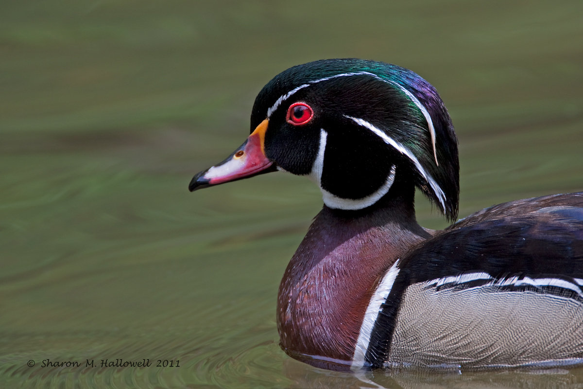 Wood Duck Portrait