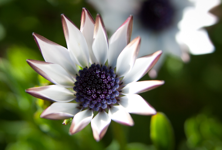 Daisy