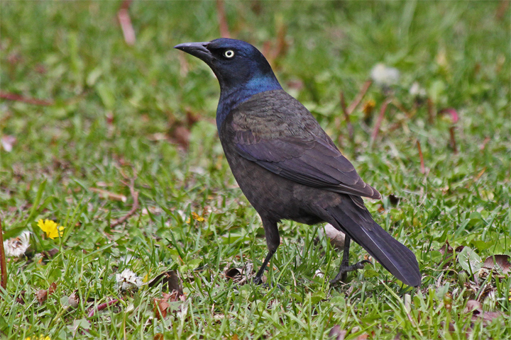 Just a grackle