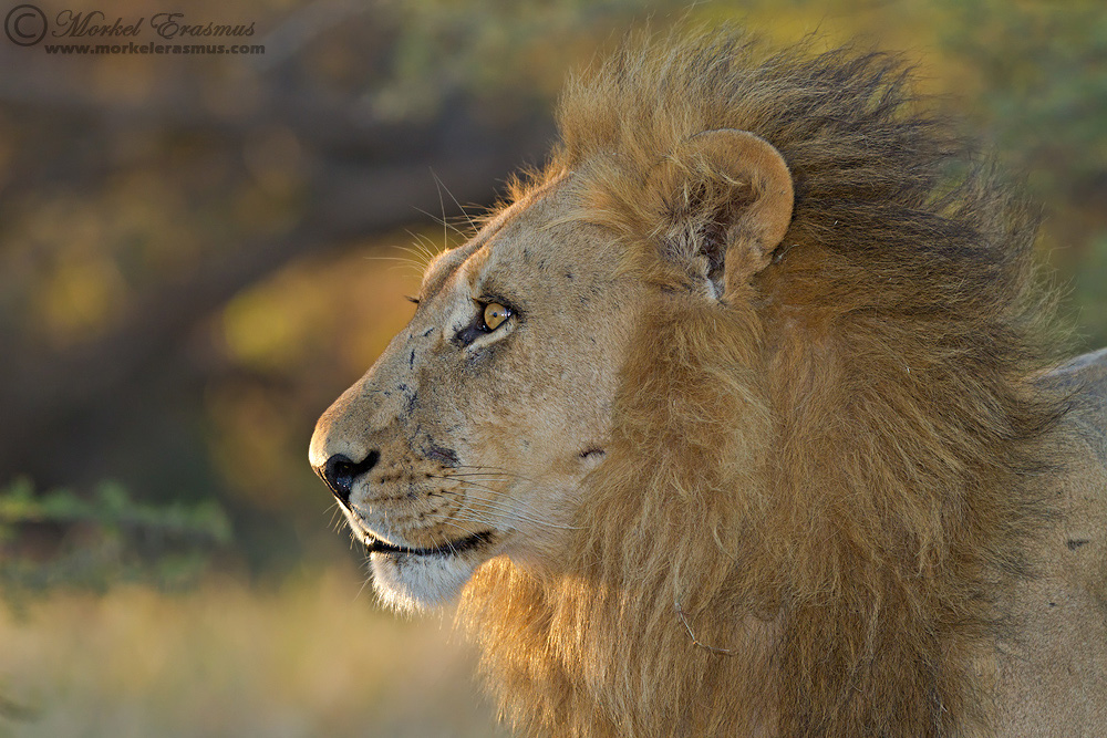 Savute King