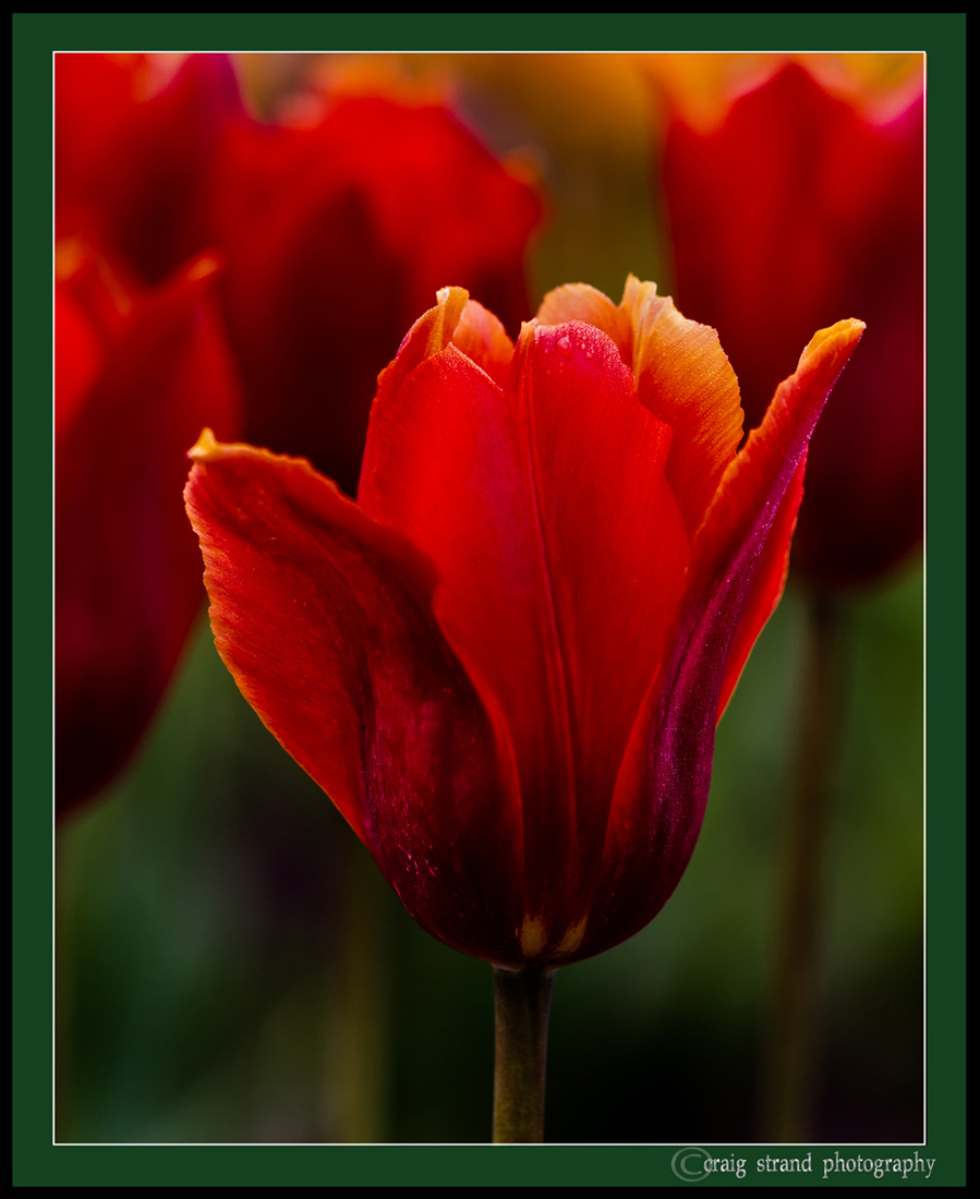 Enticing Innocence