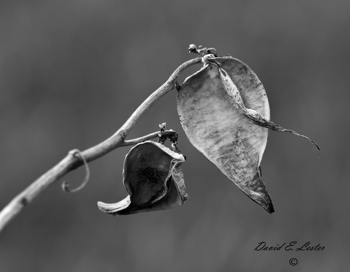 Forgotten Season!