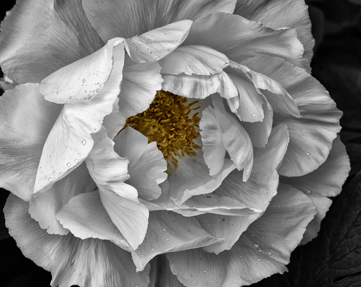 Peony Glory