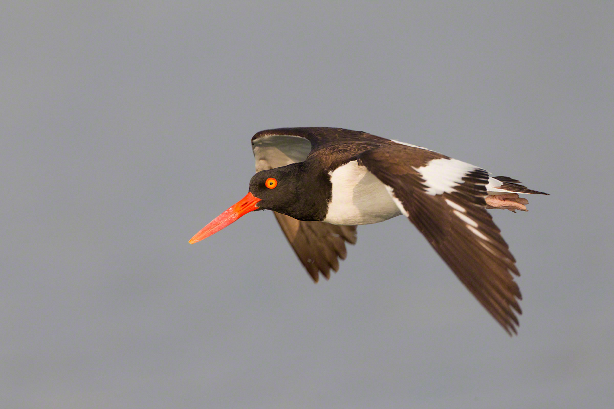 Am. oystercatcher