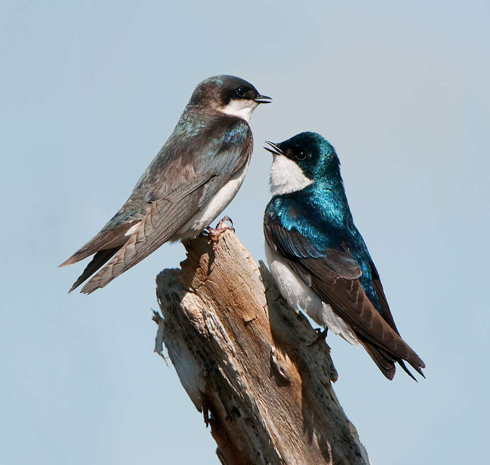 Courting Tree Swallows