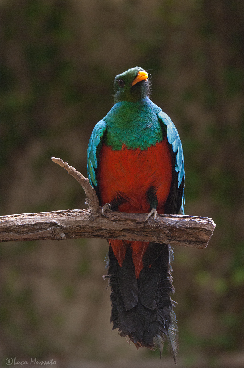 Quetzal (C)