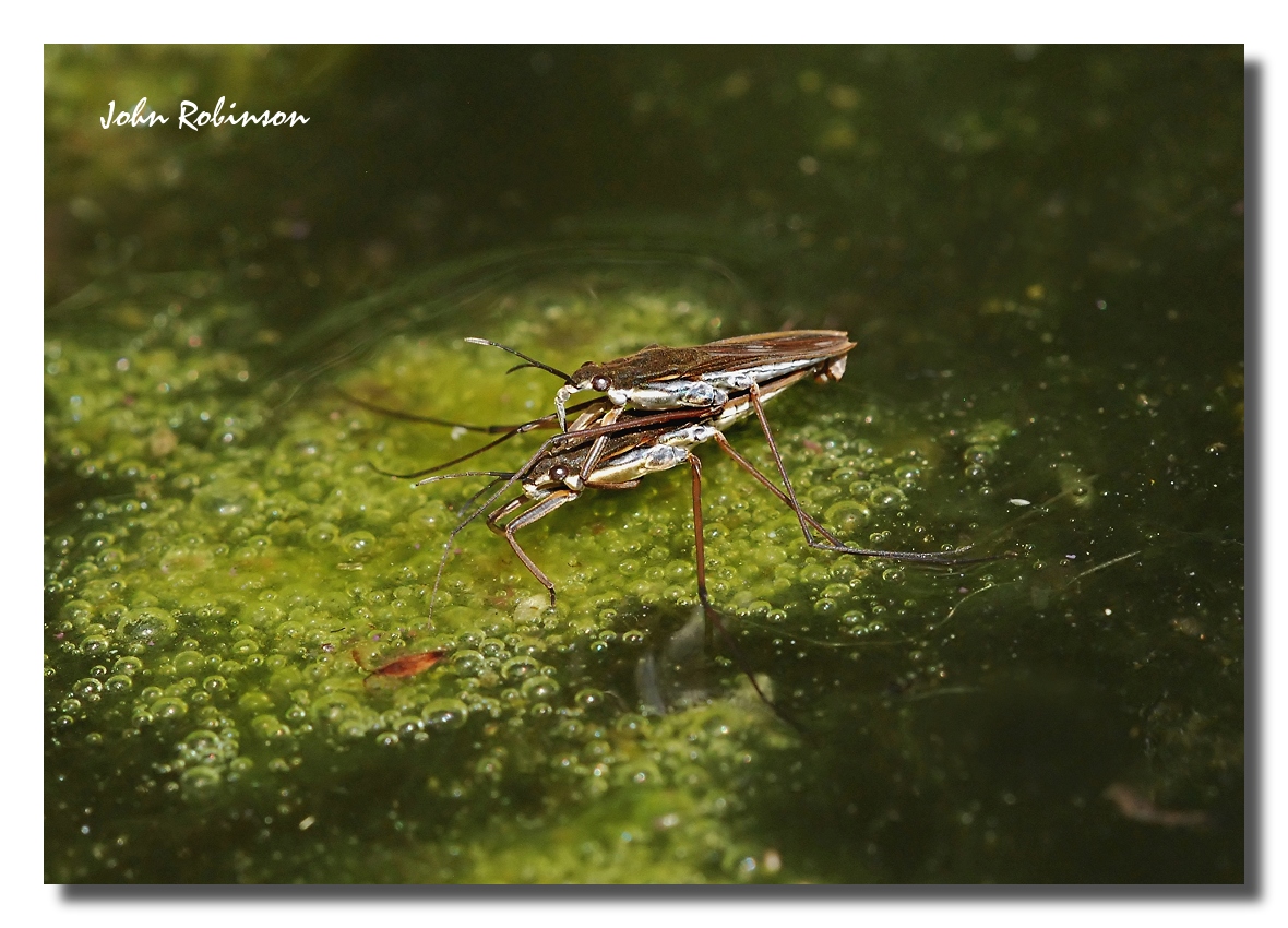 Pond Skaters