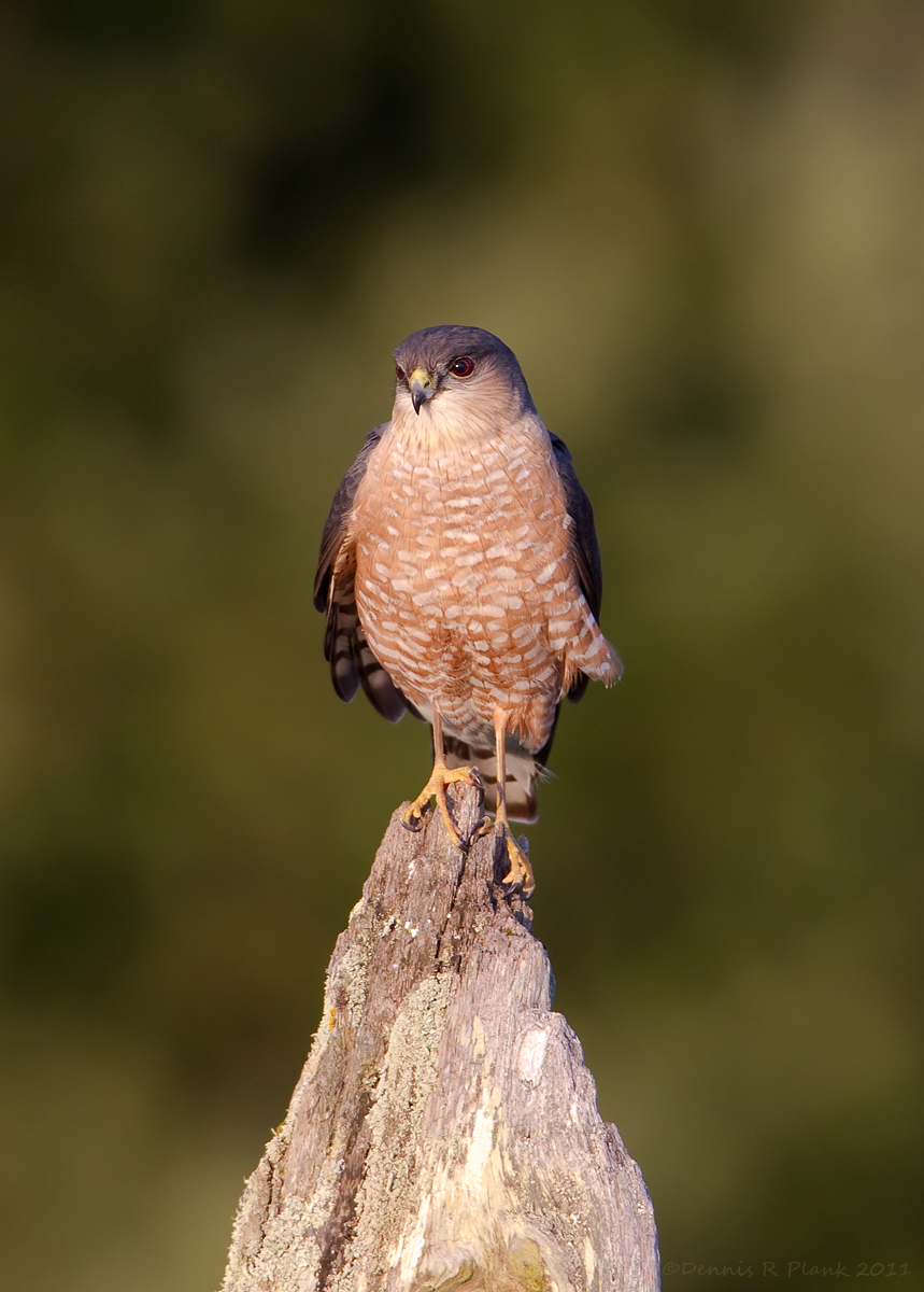 Sharp Shinned Hawk