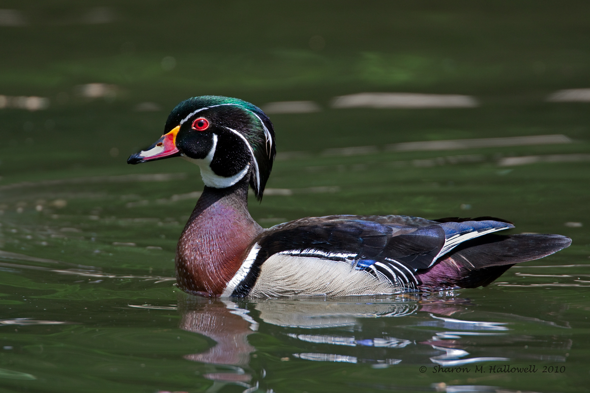 Wood Duck
