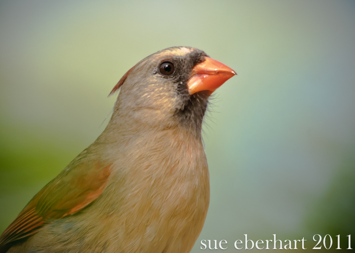 Female Cardinal
