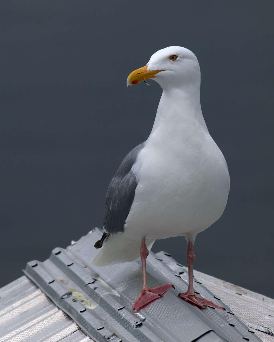 Herring Gull w/ Quill