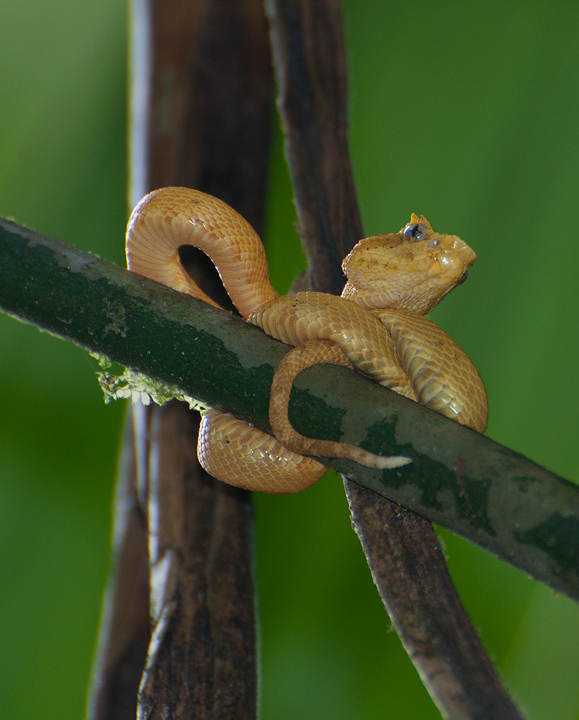 eyelash pit viper
