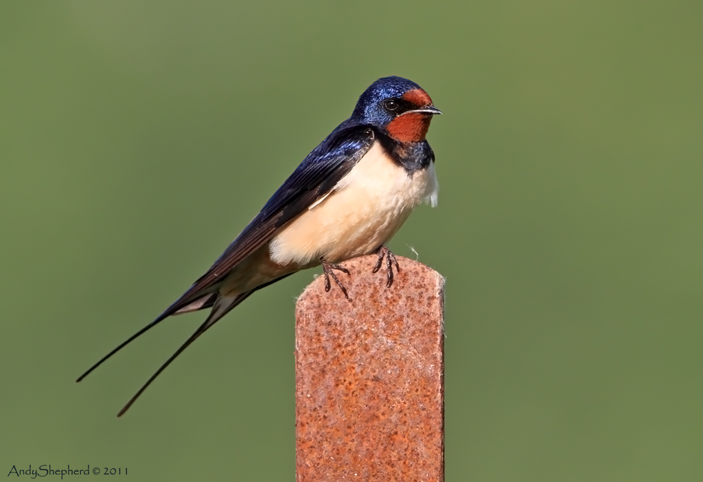 Swallow