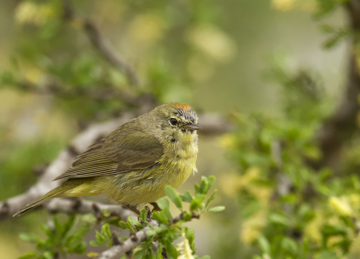 Orange-crowned Warbler