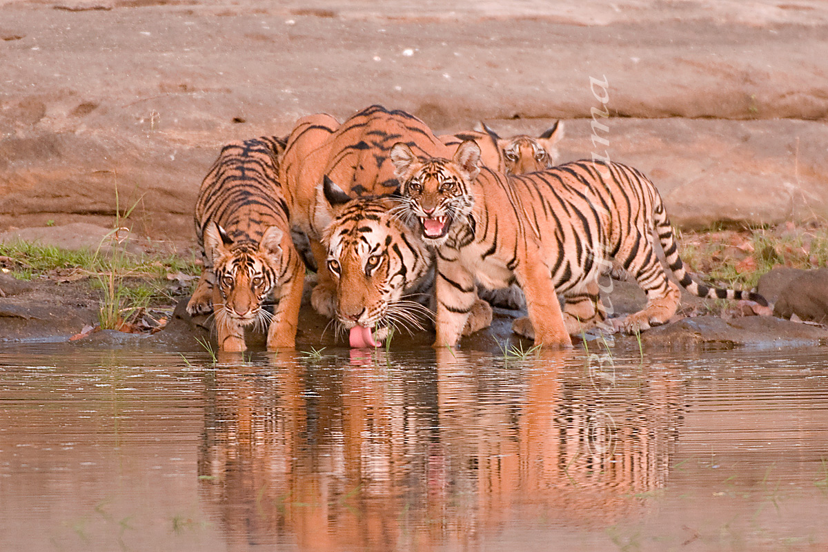 Tiger Family Outing