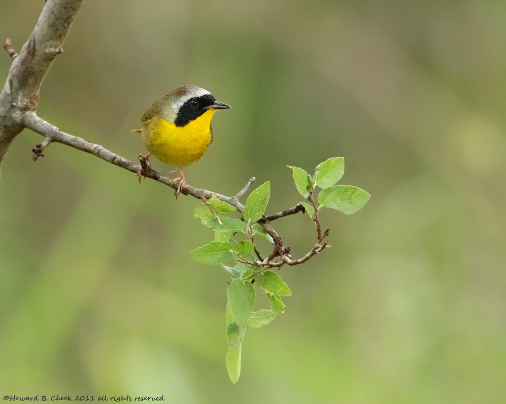 Common Yellowthroat