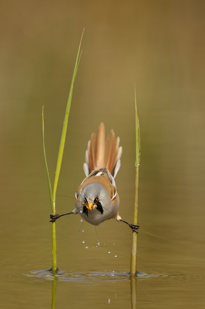 going for the kill